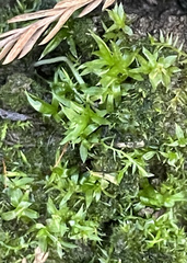 Atrichum cylindricum
