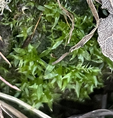 Atrichum cylindricum