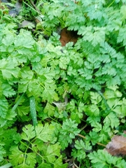 Anthriscus cerefolium