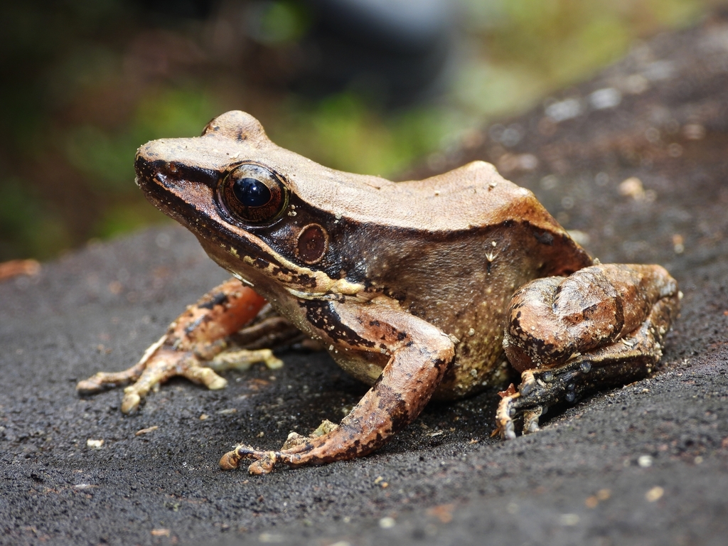 Hainan Bamboo-Leaf Frog