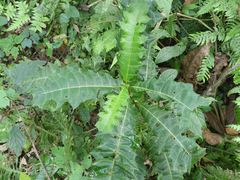 Solanales