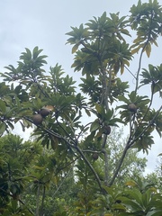 Sapotaceae