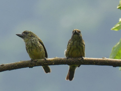 Pogoniulus scolopaceus