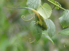Acanthocercus ugandaensis