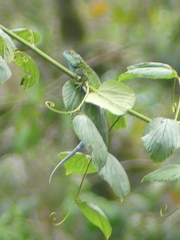 Acanthocercus ugandaensis