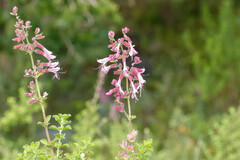 Syncolostemon rotundifolius