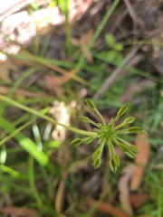 Chaerophyllum eriopodum