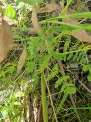 Chaerophyllum eriopodum