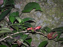 Aeschynanthus moningerae