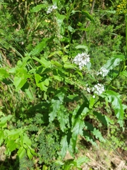 Veronica derwentiana