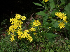 Senecio rufiglandulosus