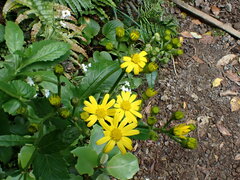 Senecio rufiglandulosus