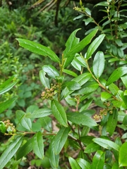 Gaultheria appressa