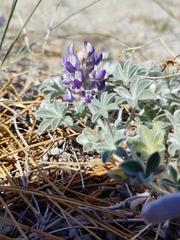 Lupinus duranii