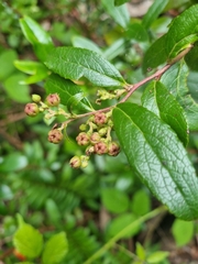 Gaultheria appressa