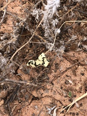 Xanthoparmelia semiviridis