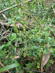 Prostanthera melissifolia