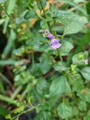 Prostanthera melissifolia