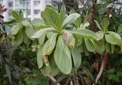Gymnanthemum amygdalinum
