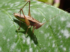 Conocephalus albescens