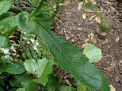 Senecio rufiglandulosus