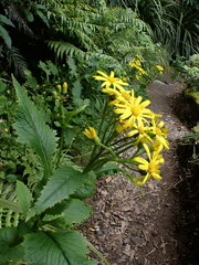 Senecio rufiglandulosus