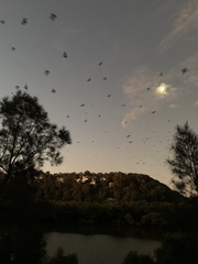 Pteropus poliocephalus