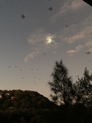 Pteropus poliocephalus