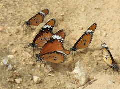 Danaus chrysippus orientis