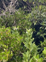 Acanthus ilicifolius