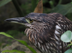 Nycticorax