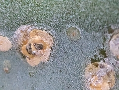 Dactylopius coccus