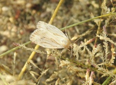 Heliocheilus