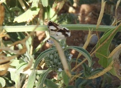Acontia lucida