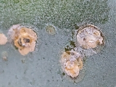 Dactylopius coccus