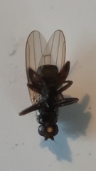 Sphaeroceridae