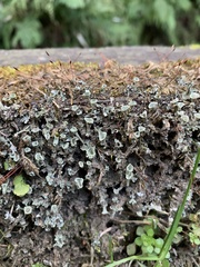 Cladonia kurokawae