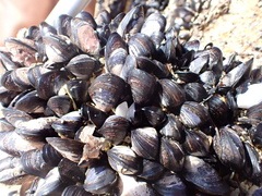 Xenostrobus neozelanicus