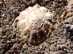 Cellana ornata