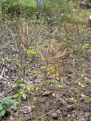 Clerodendrum cyrtophyllum