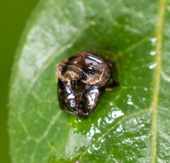 Cheilomenes sexmaculata