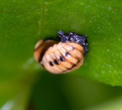 Cheilomenes sexmaculata