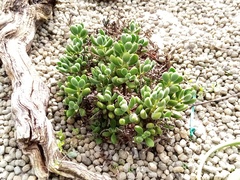 Crassula rogersii