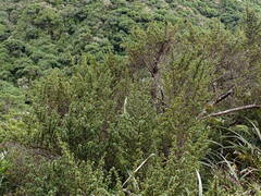 Coprosma pseudocuneata