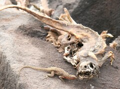 Microlophus delanonis