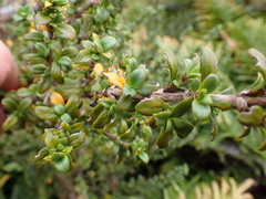 Coprosma pseudocuneata