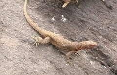 Microlophus delanonis