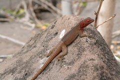 Microlophus delanonis