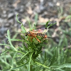 Echthromorpha agrestoria