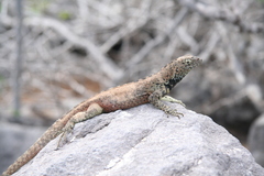 Microlophus delanonis